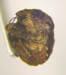 Vilpianus galii