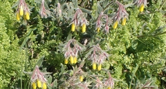 Onosma frutescens