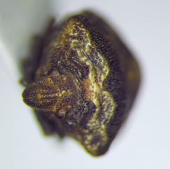 Vilpianus galii