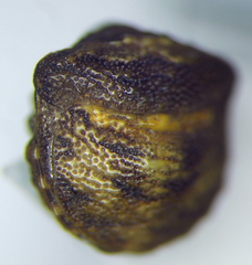 Vilpianus galii