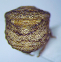 Vilpianus galii