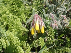 Onosma frutescens