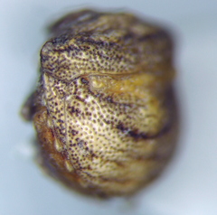 Vilpianus galii