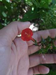 Ipomoea rubriflora