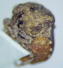 Vilpianus galii