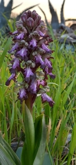Himantoglossum robertianum