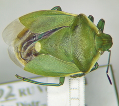 Chlorochroa juniperina