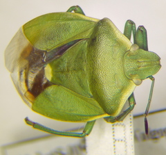 Chlorochroa juniperina