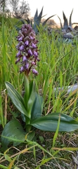 Himantoglossum robertianum