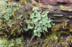 Cladonia robbinsii