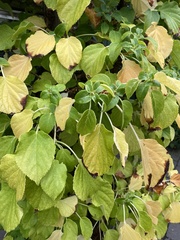 Hydrangea anomala