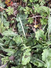 Engelmannia peristenia