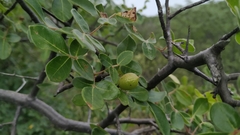 Commiphora leptophloeos