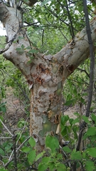 Commiphora leptophloeos
