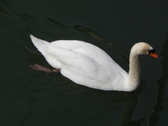 Cygnus olor