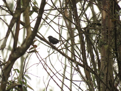 Diglossa albilatera
