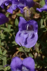 Penstemon davidsonii praeteritus