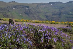 Penstemon davidsonii praeteritus