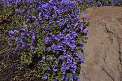Penstemon davidsonii praeteritus