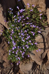 Penstemon davidsonii praeteritus