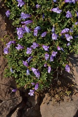 Penstemon davidsonii praeteritus