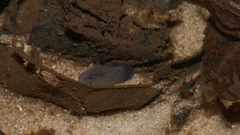 Phagocata velata
