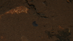 Phagocata velata