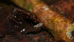 Hydroisotoma schaefferi