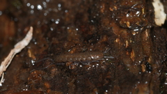Caecidotea nodula