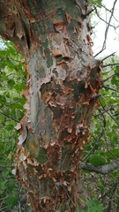 Commiphora leptophloeos