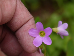 Oxalis intermedia