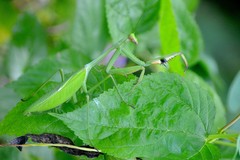 Stagmatoptera praecaria