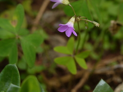 Oxalis intermedia