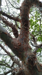 Commiphora leptophloeos
