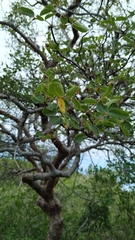 Commiphora leptophloeos
