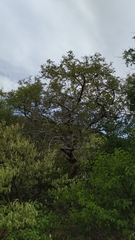 Commiphora leptophloeos