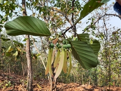 Dipterocarpus obtusifolius