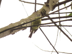 Phyllomyias nigrocapillus