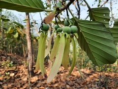 Dipterocarpus obtusifolius