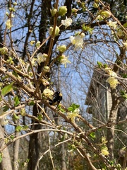 Bombus pensylvanicus