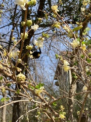 Bombus pensylvanicus
