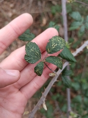 Rubus ulmifolius