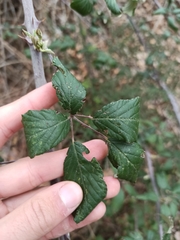Rubus ulmifolius
