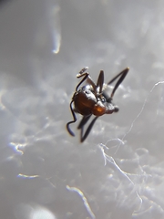 Monomorium indicum