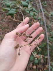 Rubus ulmifolius