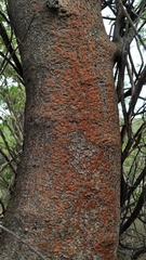 Cnidoscolus quercifolius