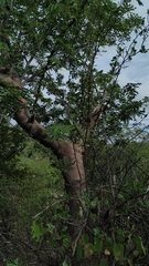 Cnidoscolus quercifolius