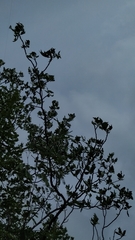 Cnidoscolus quercifolius