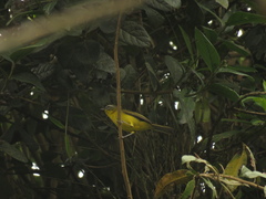Thlypopsis superciliaris