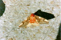 Citheronia brissotii